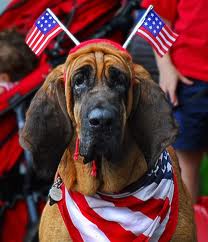 Fourth of July Doggie