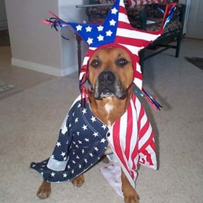 Fourth of July Doggie 3