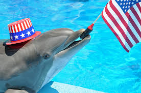 Fourth of July Dolphin 2